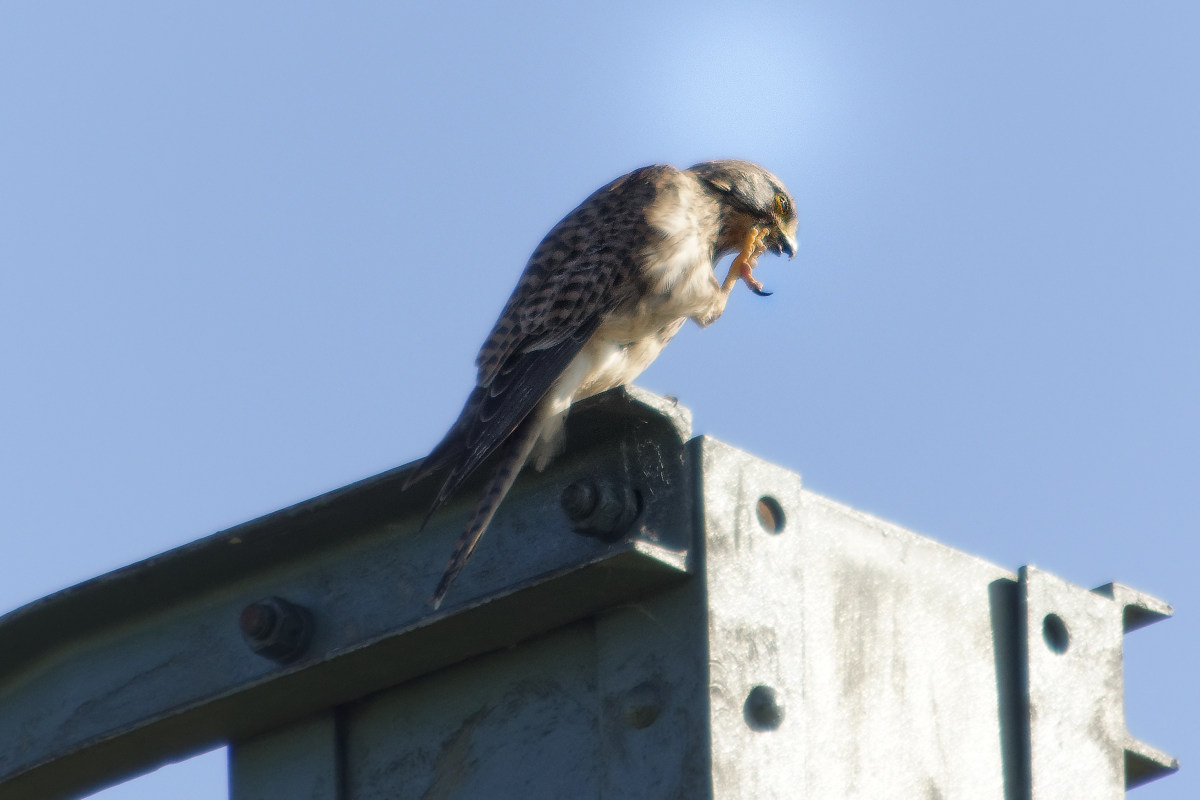_DSC7662NF.jpg