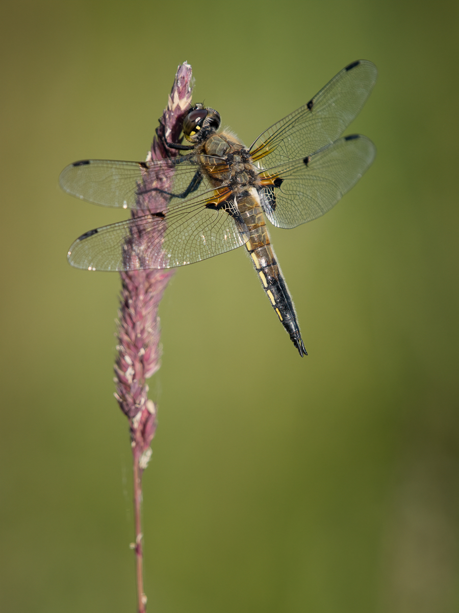 _DSC7727-Bearbeitet-1.jpg