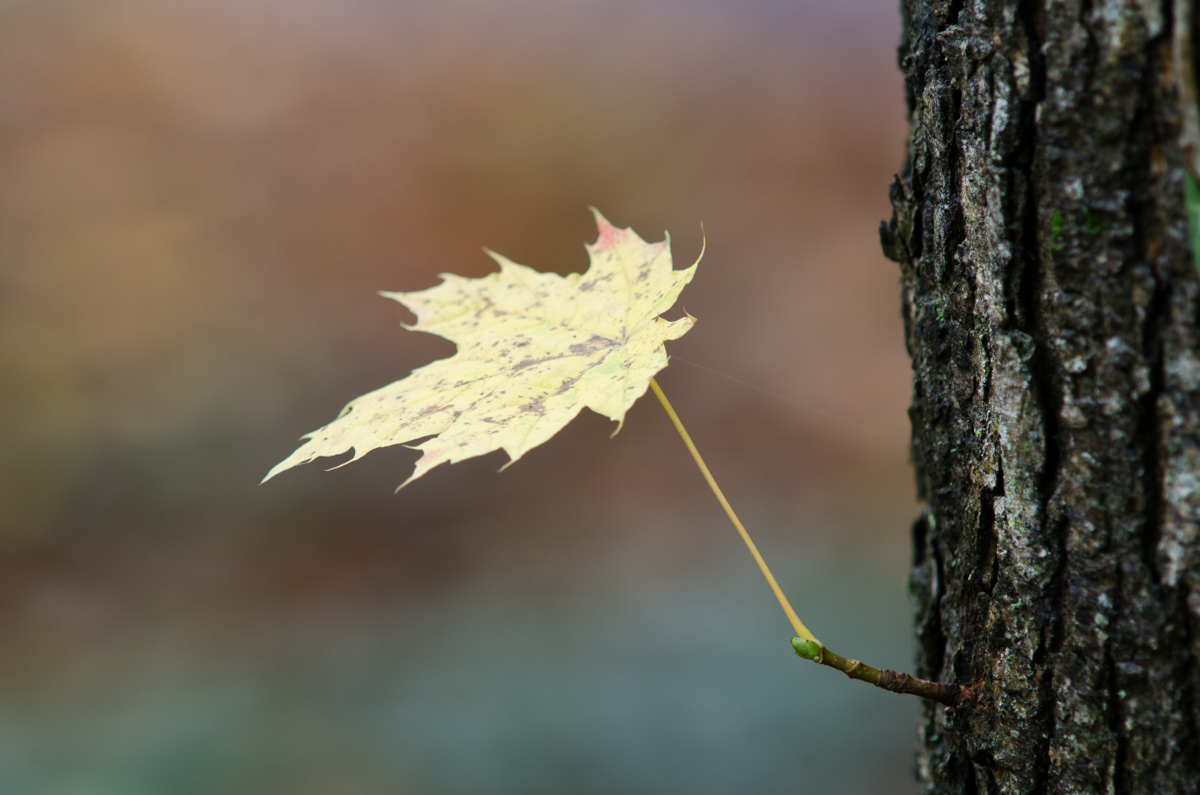 _DSC8122.jpg