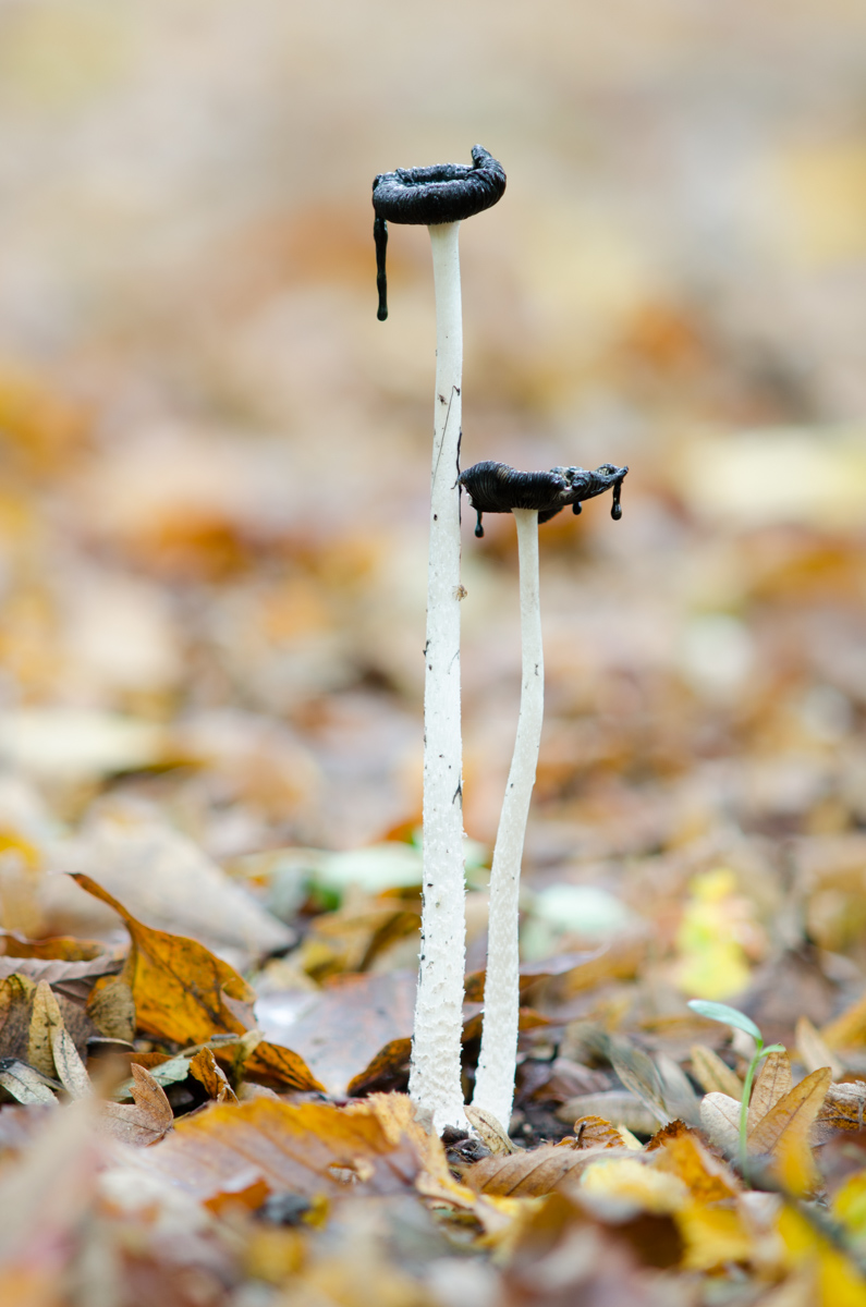 _DSC8138.jpg