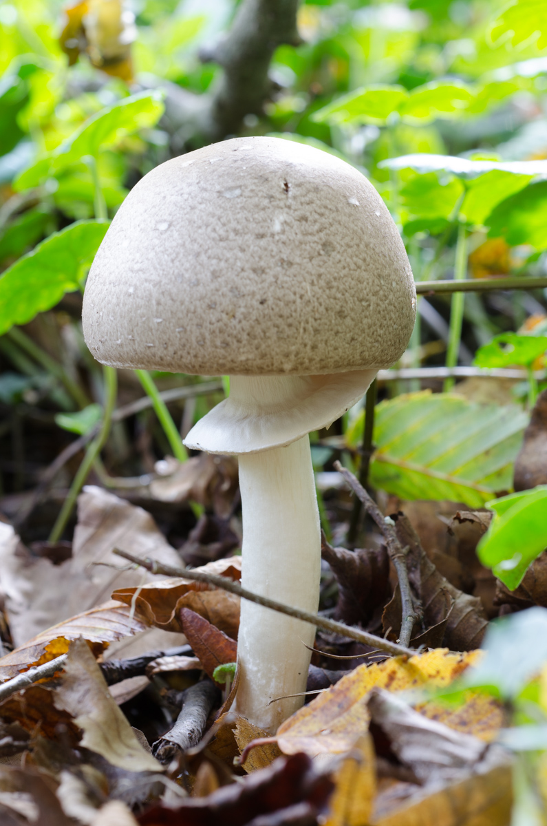 _DSC8181.jpg