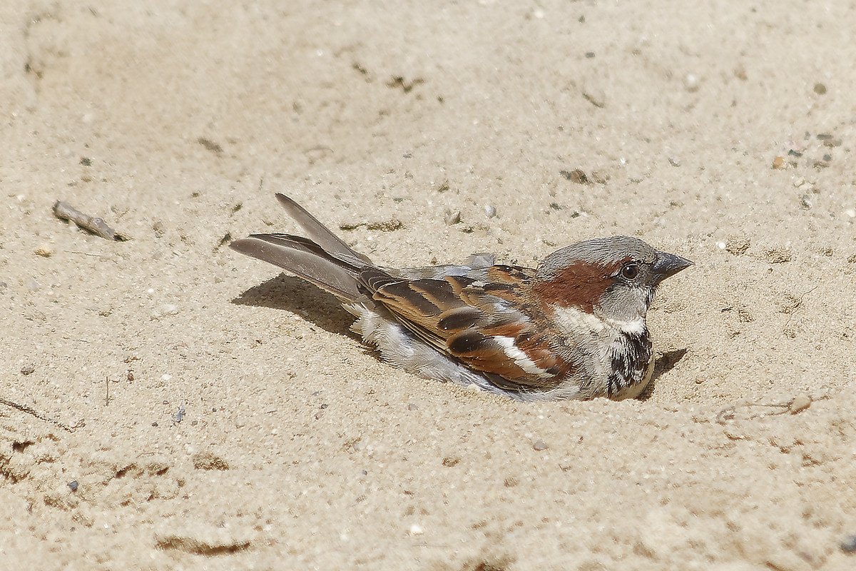 _DSC8193NF.jpg