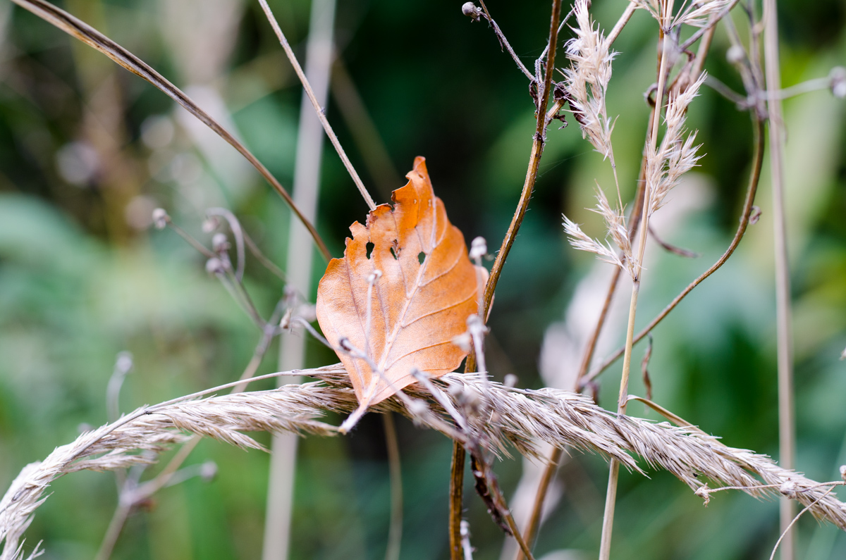 _DSC8211.jpg
