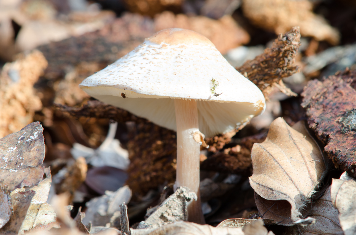 _DSC8242.jpg