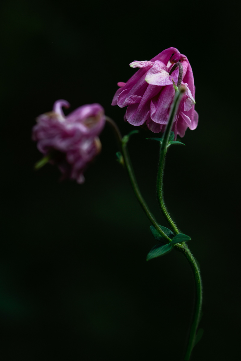 _DSC8424-Waldakkelei-1.jpg