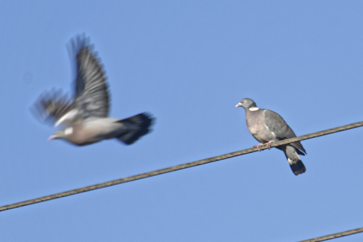 _DSC8920NF.jpg