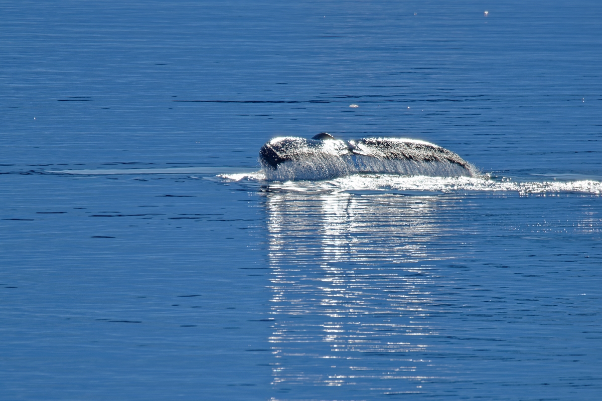 _DSC9019.jpg