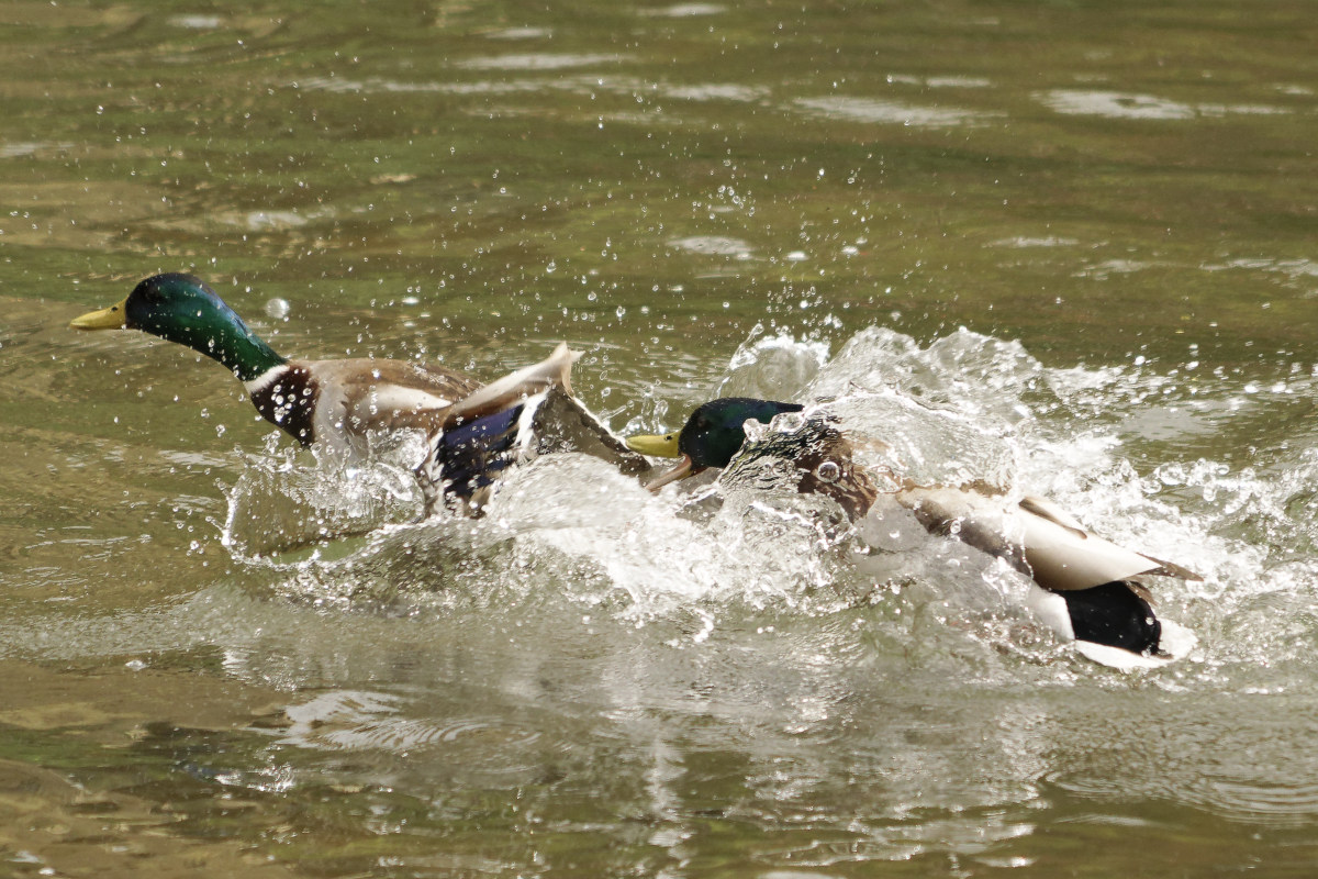 _DSC9027NF.jpg