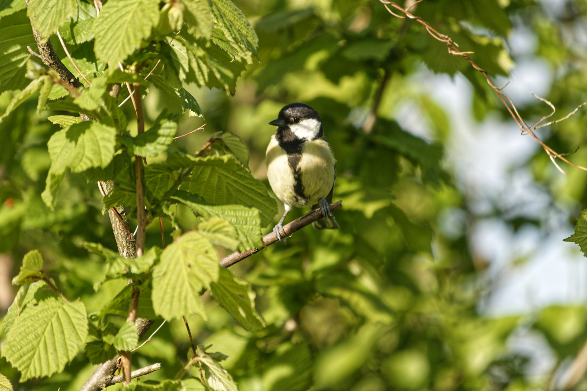 _DSC9187NF.jpg