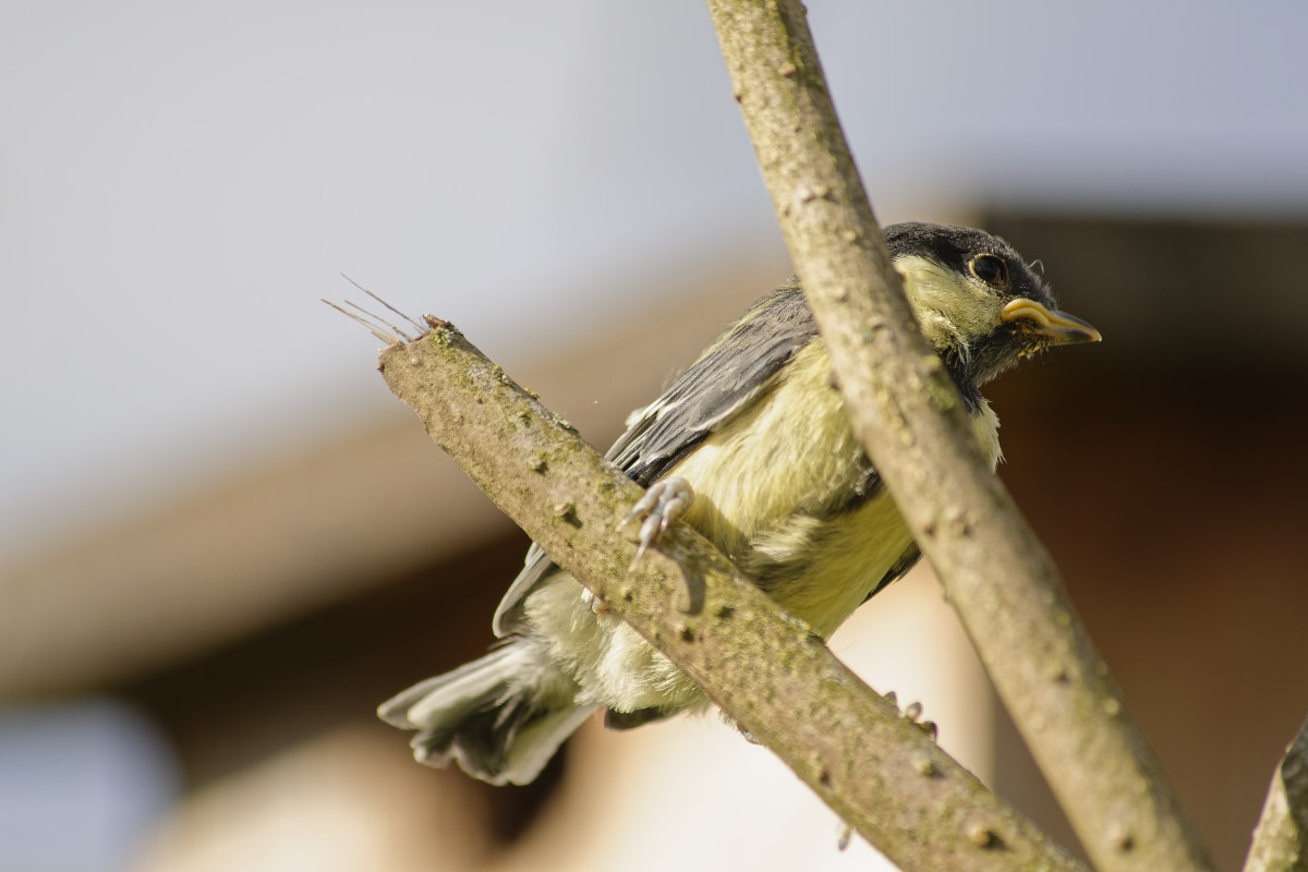 _DSC9198NF.jpg