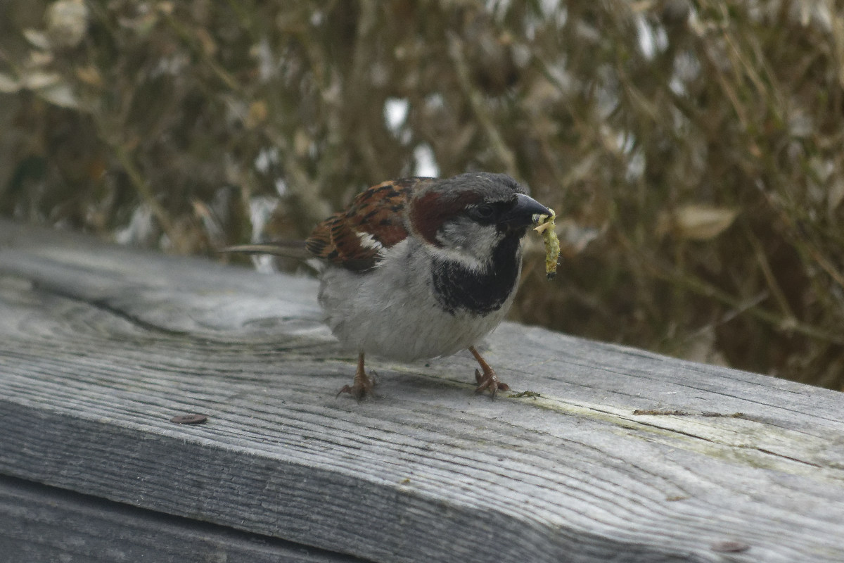 _DSC9222NF.jpg