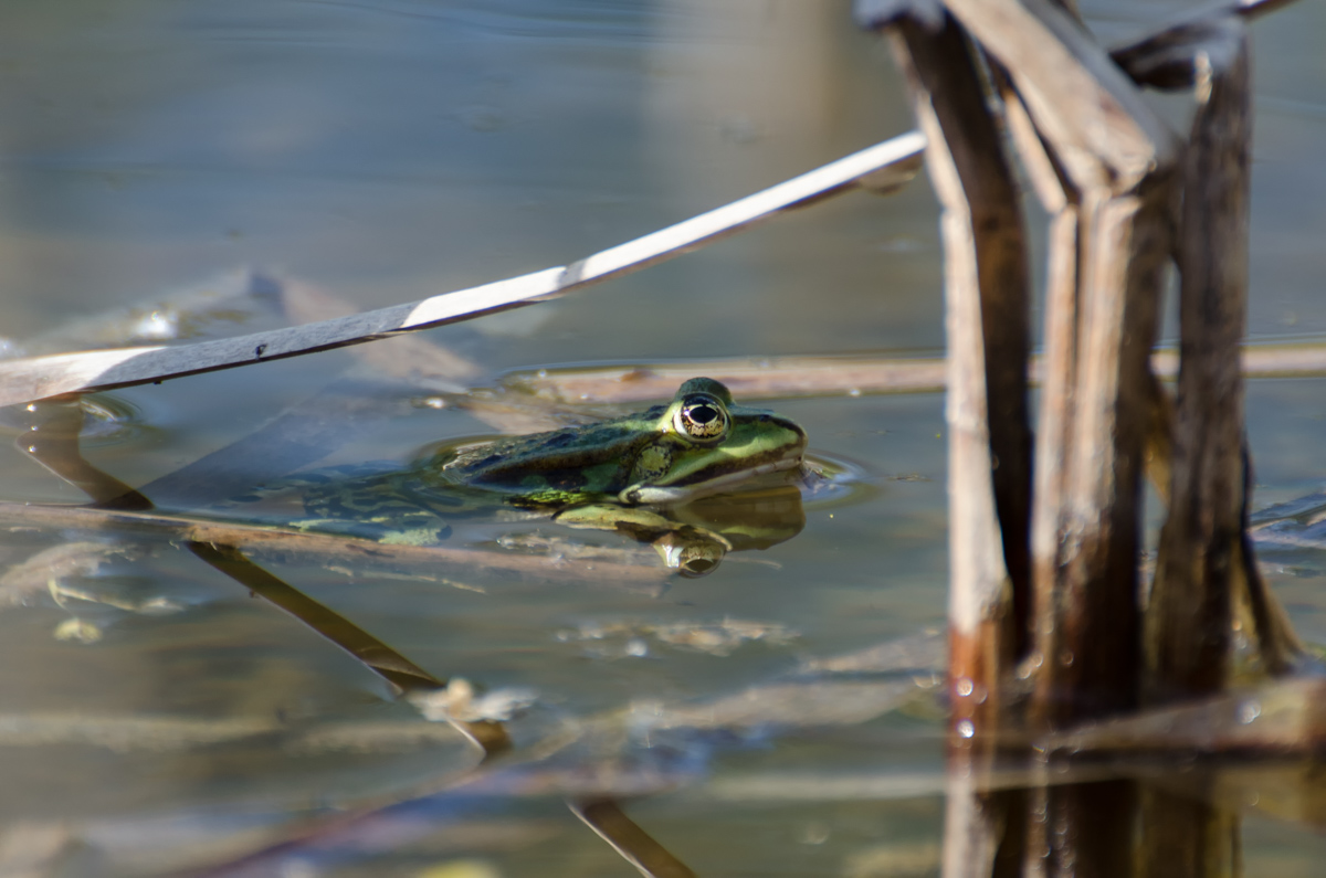 _DSC9520.jpg