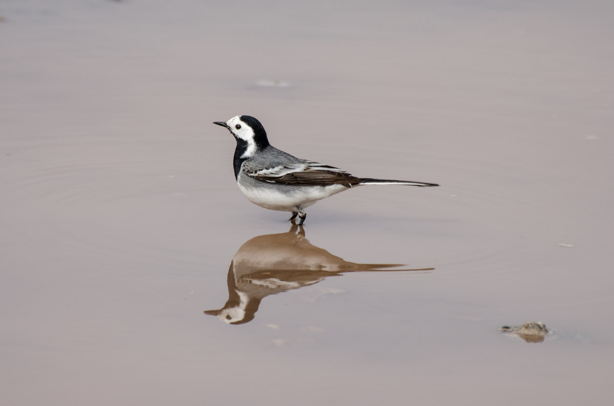 _DSC9660.jpg