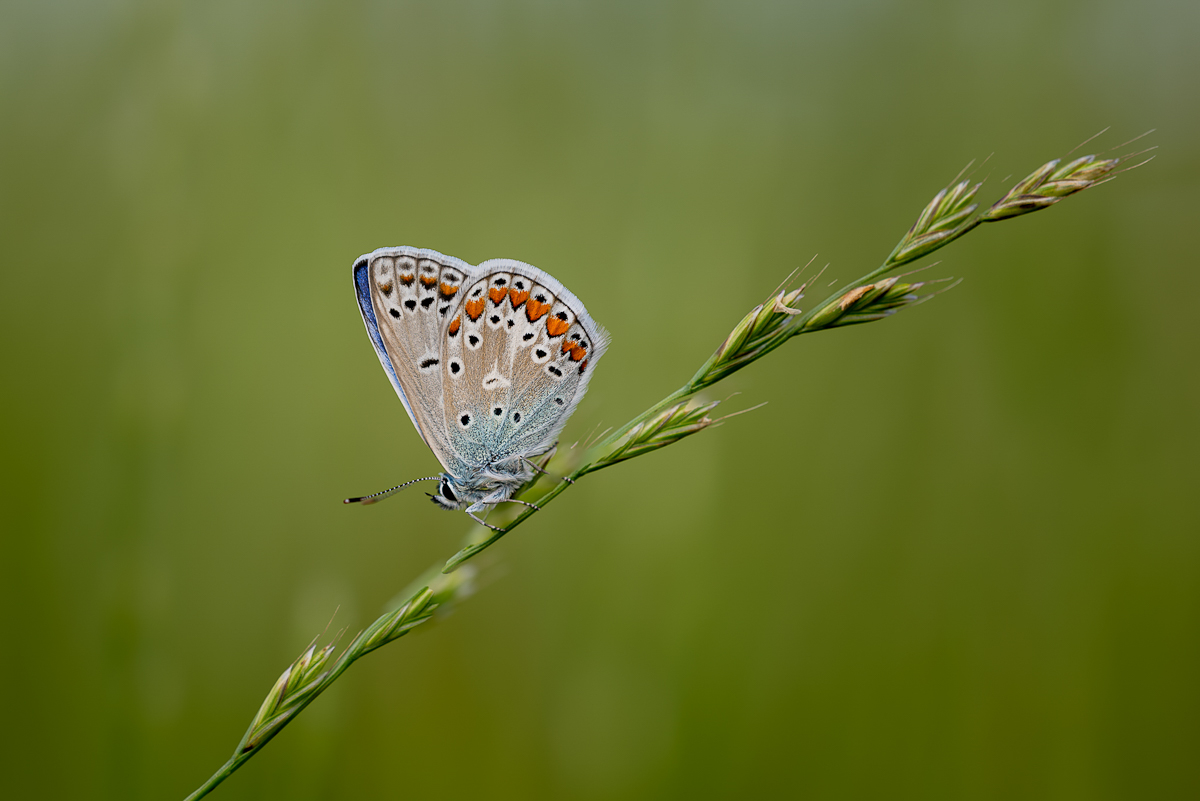 _DZ89011 (1) (1).jpg