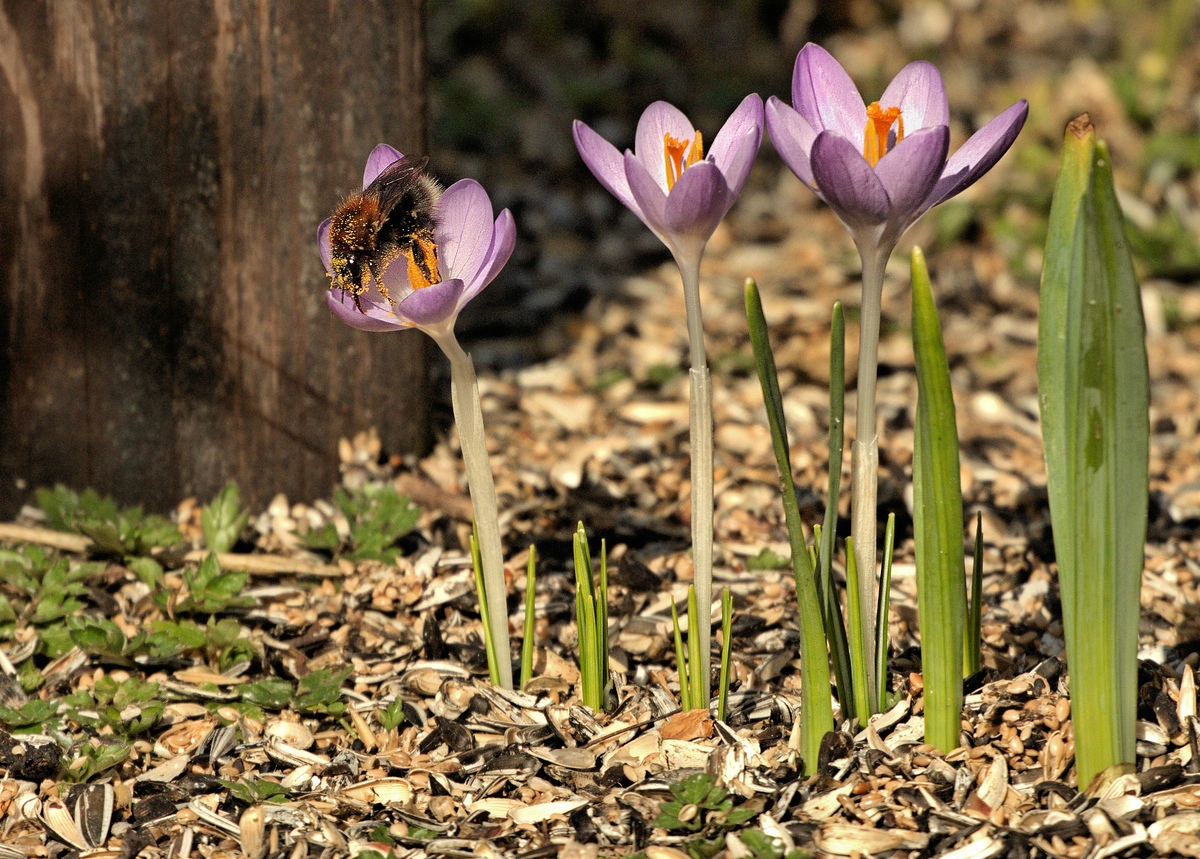 _Eingepudert weiter zur nächsten Blüte.jpg