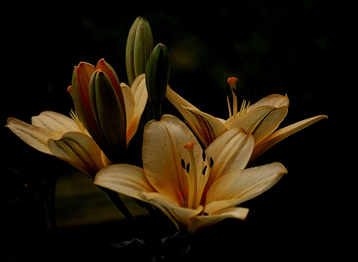 _Gediegen schöne Blüten.jpg