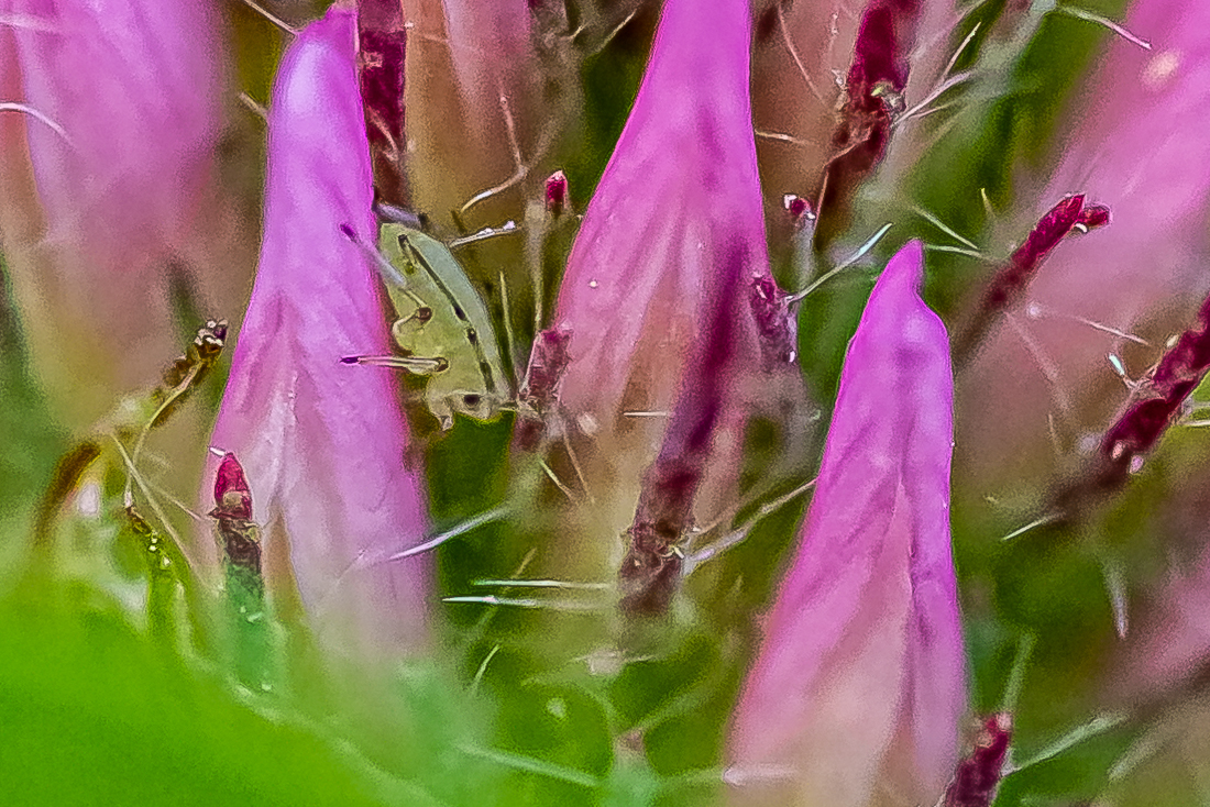 _HAR4307-5.jpg