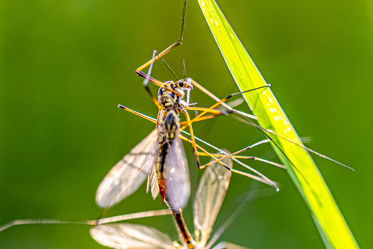 _HAR4915-3.jpg