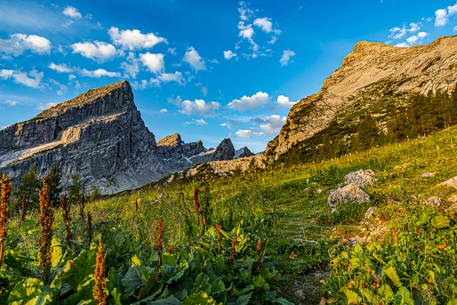 _HAR6242-2.jpg