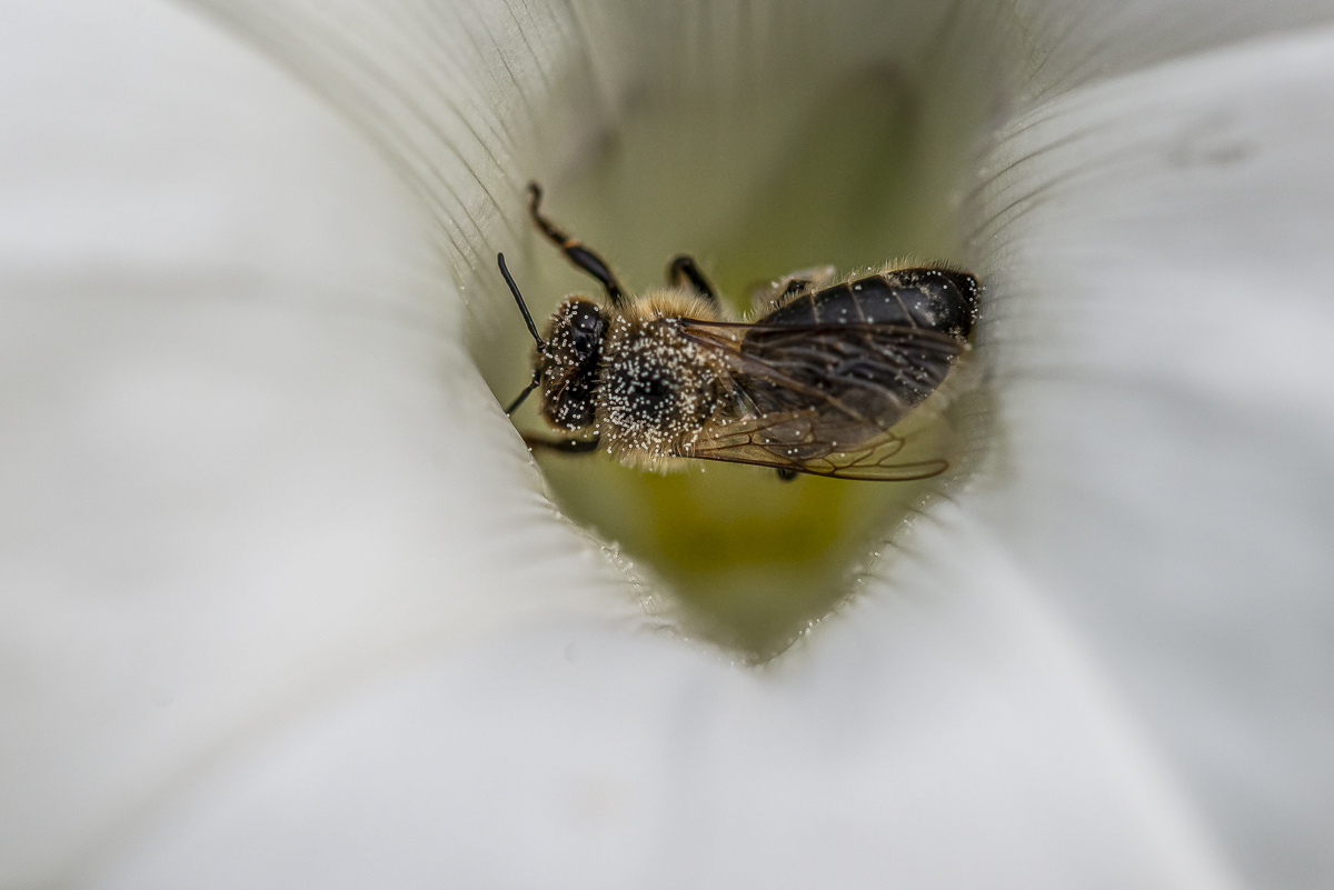 _HAR6379-2.jpg