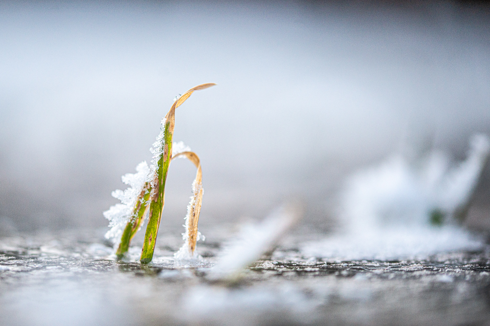 _HAR9680.jpg