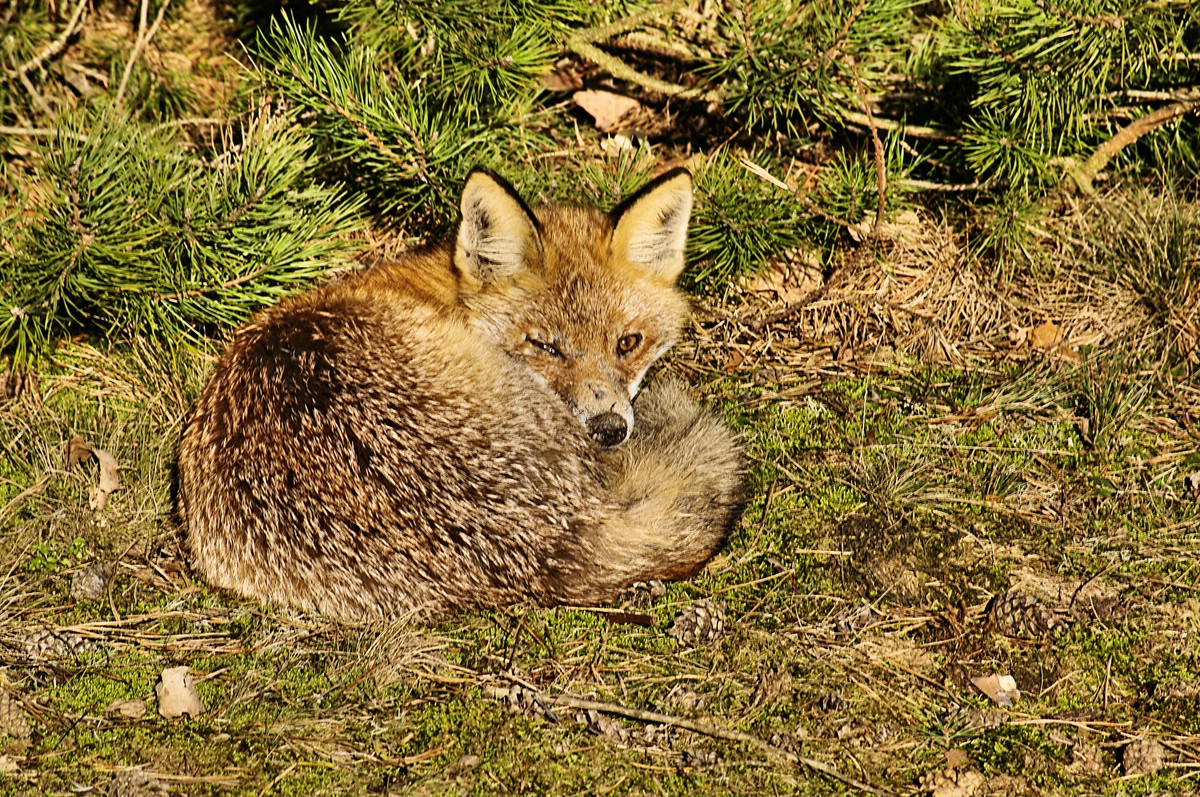 _Im Schlaf überrascht. Wildlife bin ich ihm nie wieder so nahe gekommen..jpg