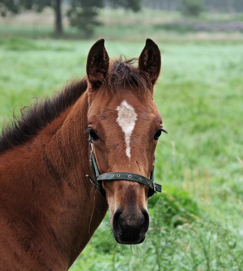 _IMGP3246   Trakehnerkopf.jpg