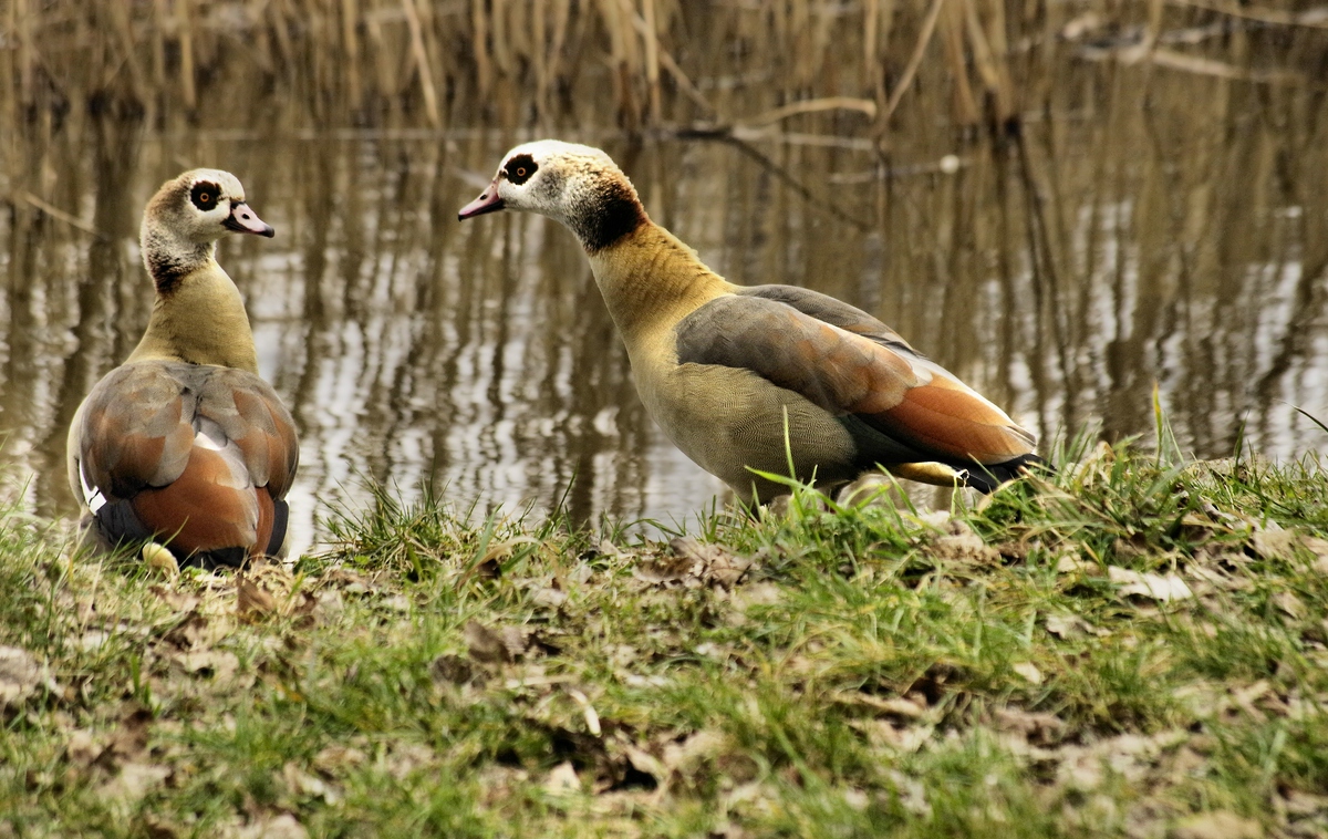 _Nilgänse.jpg