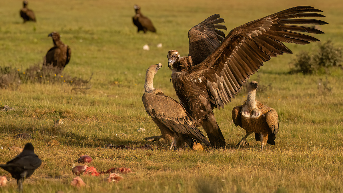 _NZ90456-1200.jpg