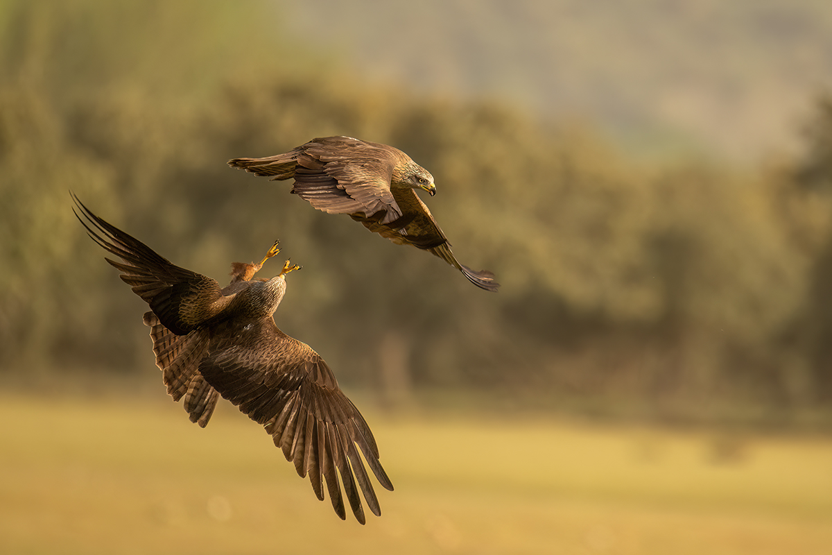 _NZ91089-1200.jpg