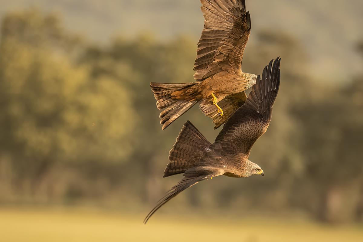 _NZ91092-1200.jpg