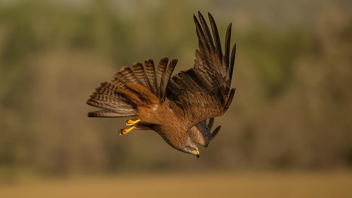 _NZ91288-1200.jpg