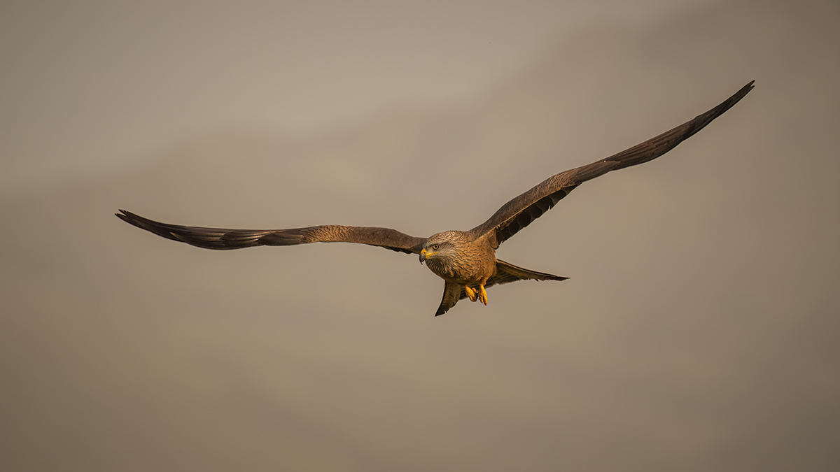 _NZ91352-1200.jpg