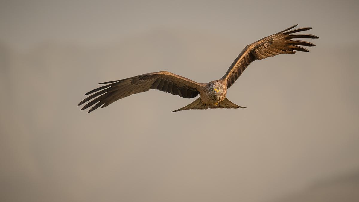 _NZ91426-1200.jpg