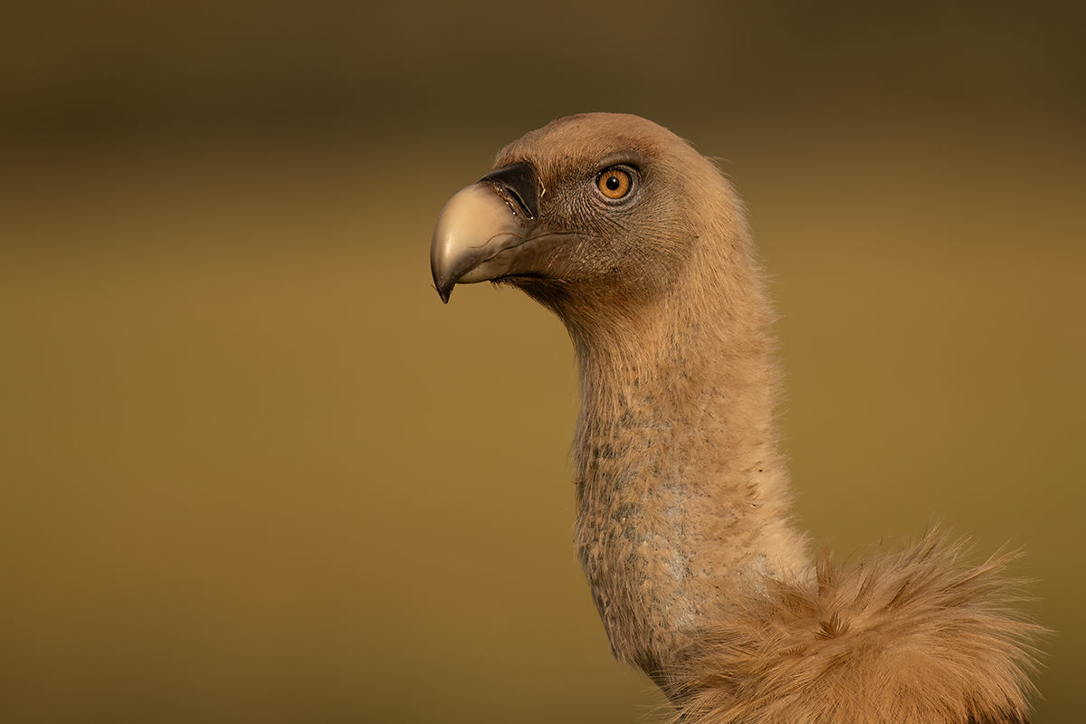 _NZ91644-1200.jpg