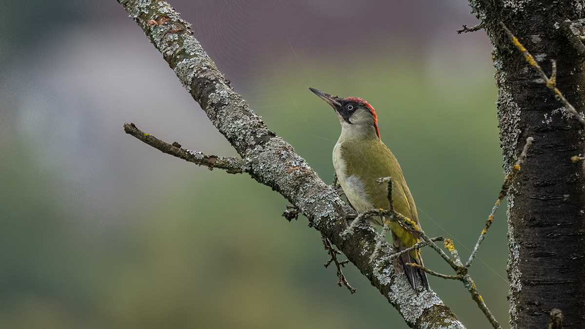 _NZ93438_20231005_103529-1200.jpg