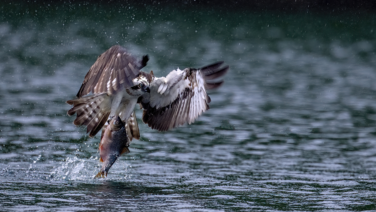 _NZ98610-1200.jpg