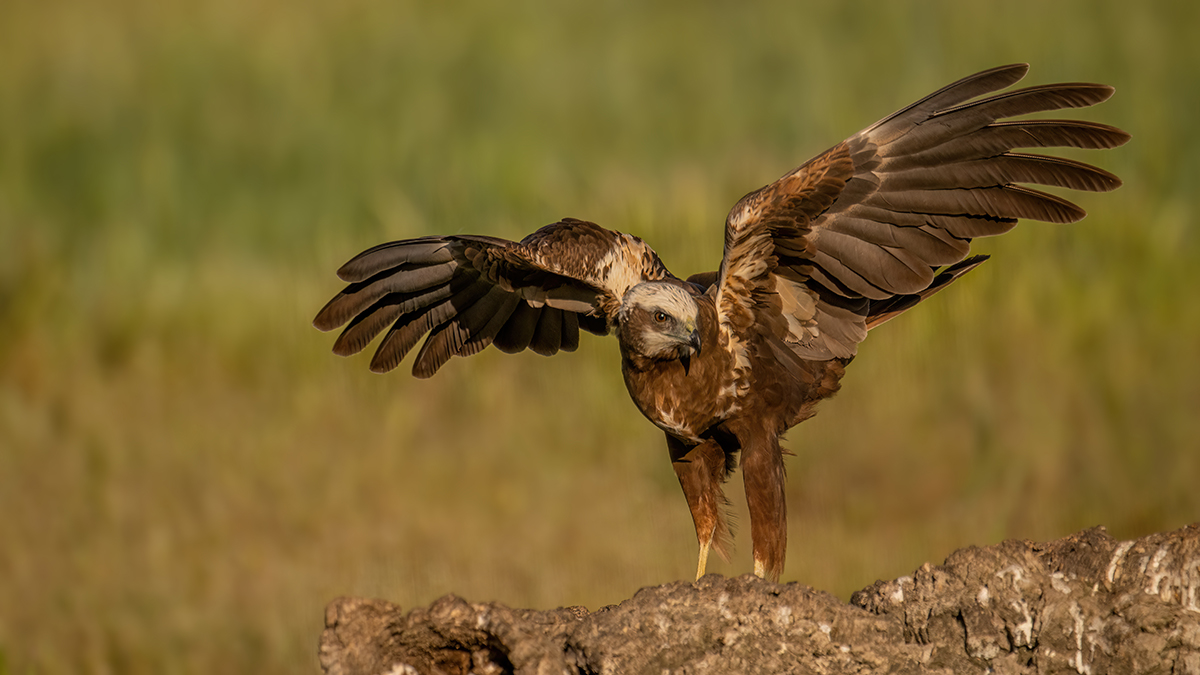 _NZ99447.jpg