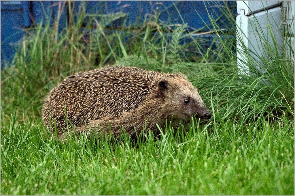 _Pepper hat ihn im Garten gefunden..jpg