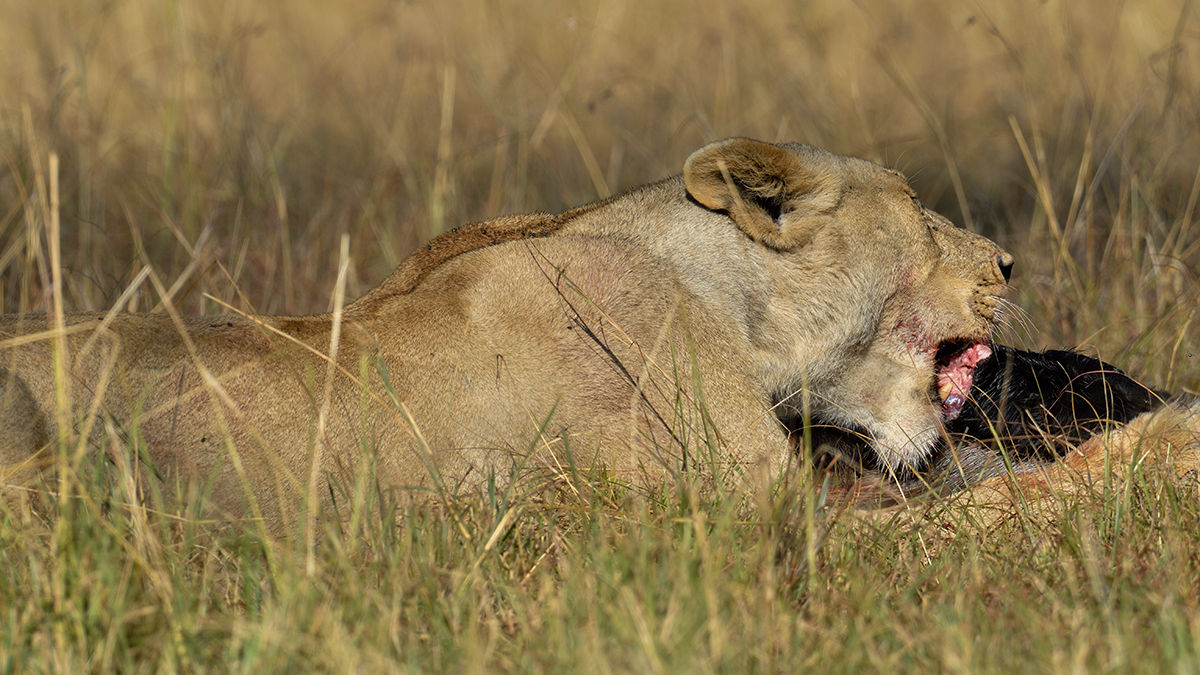 _R050011_20180731_084657_5679Masai Mara 2018_7063Masai Mara 2018.jpg
