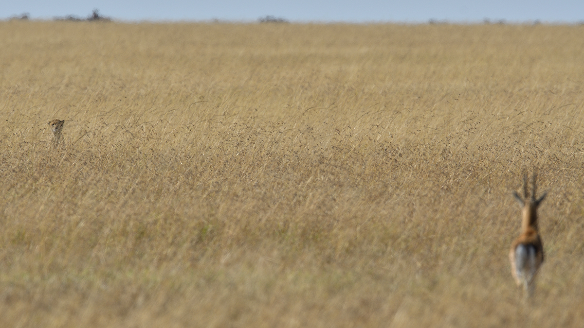 _R050071_20180731_091822_5680Masai Mara 2018_7064Masai Mara 2018.jpg