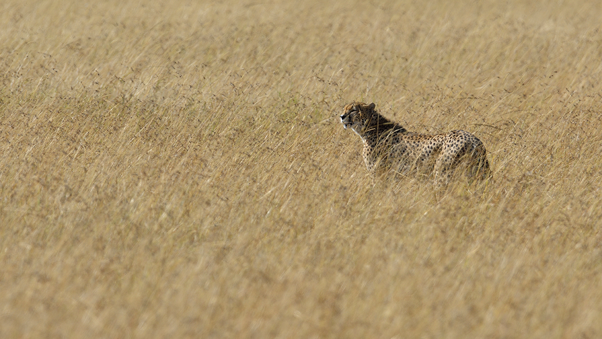 _R050096_20180731_092342_5686Masai Mara 2018_7070Masai Mara 2018.jpg