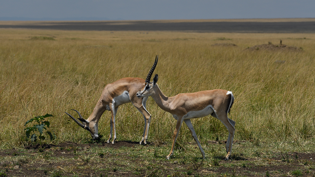 _R050112_20180731_124803_5688Masai Mara 2018_7072Masai Mara 2018.jpg