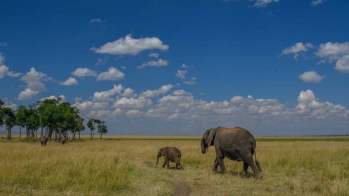 _R050441_20180731_143839_5711Masai Mara 2018_7095Masai Mara 2018.jpg