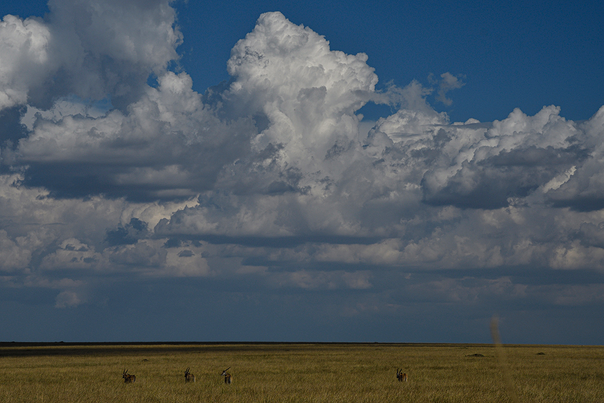 _R050508_20180731_164233_5713Masai Mara 2018_7097Masai Mara 2018.jpg