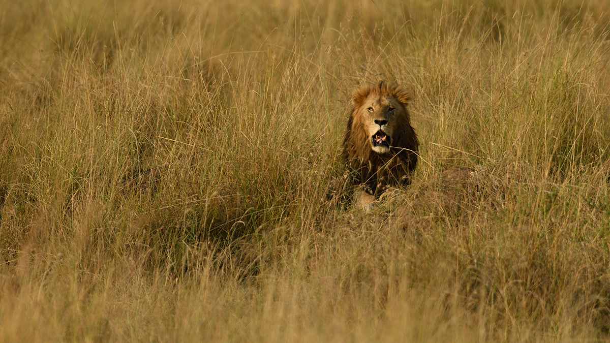 _R050525_20180731_175023_5721Masai Mara 2018_7105Masai Mara 2018.jpg