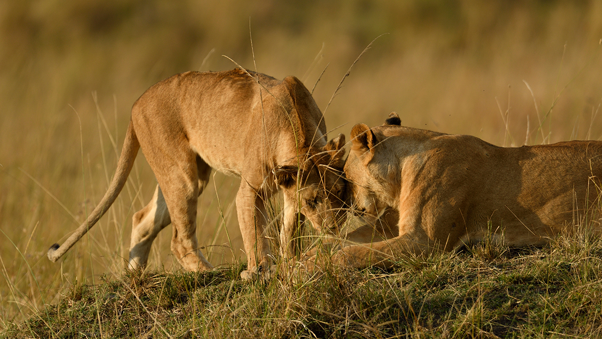 _R050606_20180731_175315_5728Masai Mara 2018_7112Masai Mara 2018.jpg
