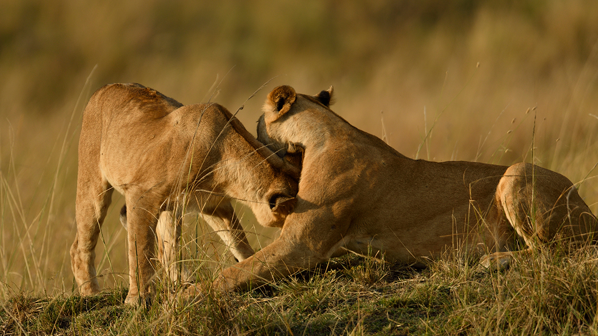 _R050611_20180731_175316_5730Masai Mara 2018_7114Masai Mara 2018.jpg