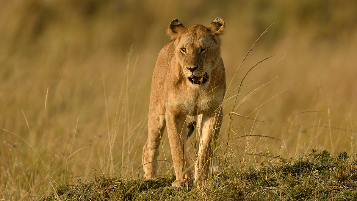 _R050628_20180731_175339_5731Masai Mara 2018_7115Masai Mara 2018.jpg