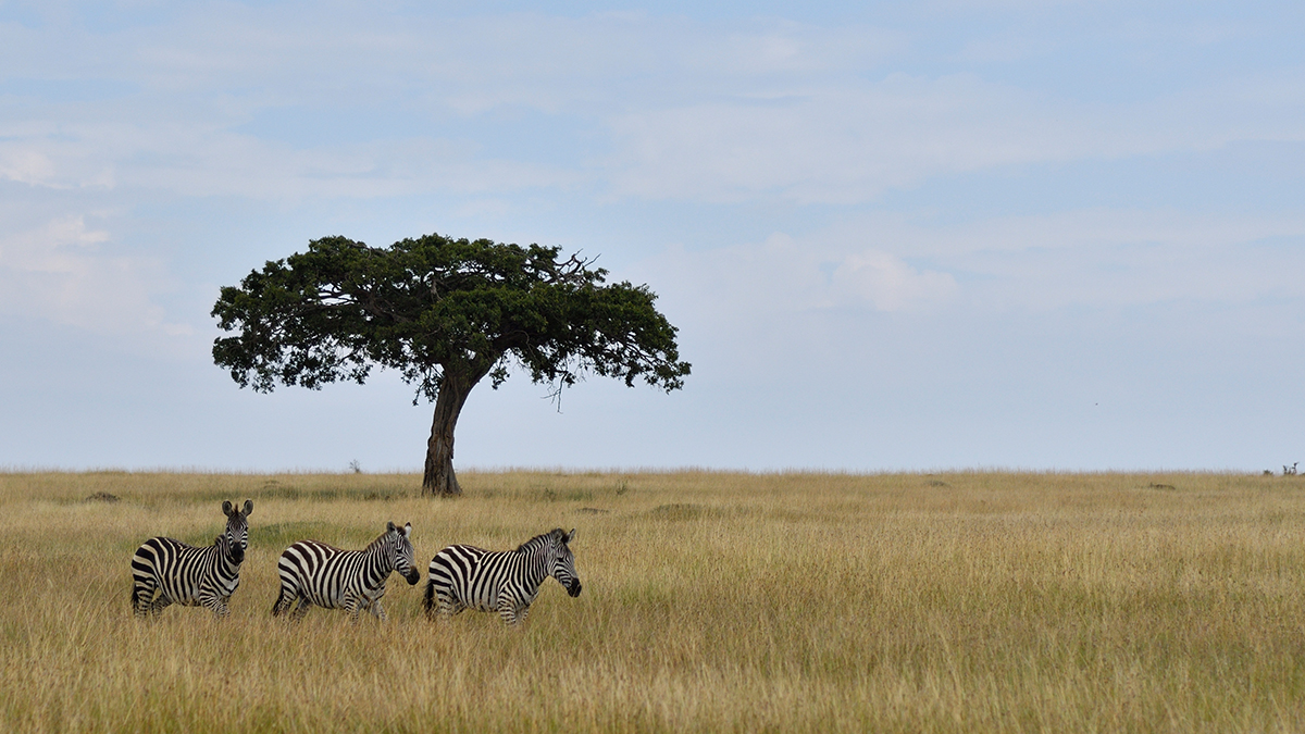 _R050857_20180801_101319_5874Masai Mara 2018_5977Masai Mara 2018.jpg